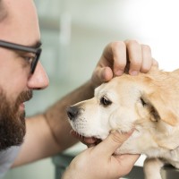 destacado-consulta-veterinaria-200x200