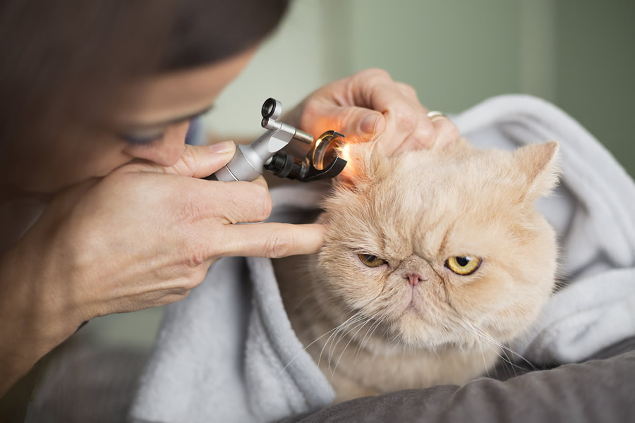 img-medicina-felina2