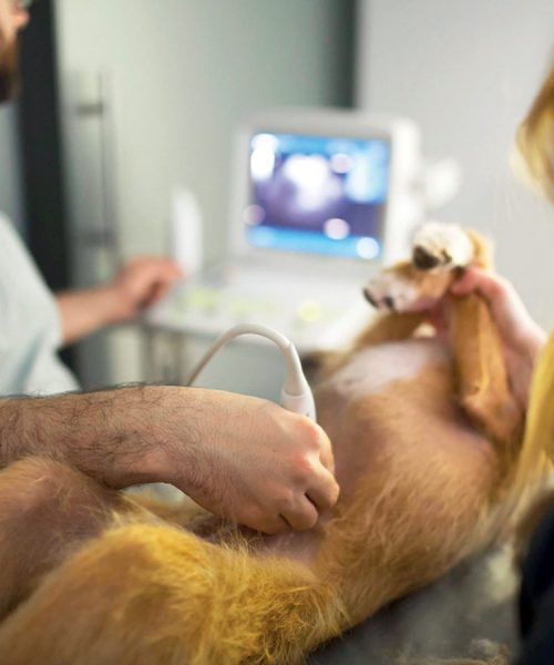 th-plan-salud-canino