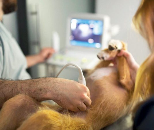 th-plan-salud-canino